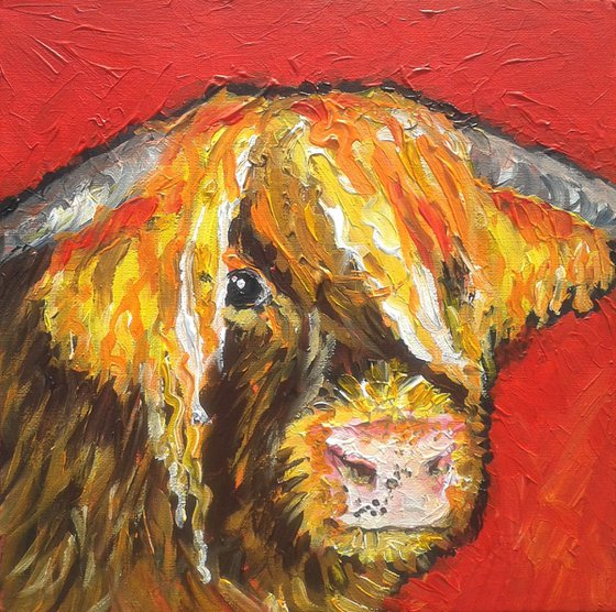 "Highland  coo"