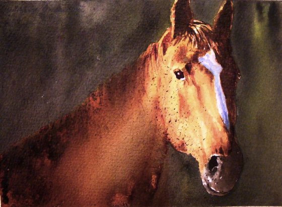 Portrait of a brown stallion