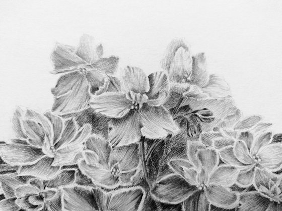 Violets. Original pencil drawing.