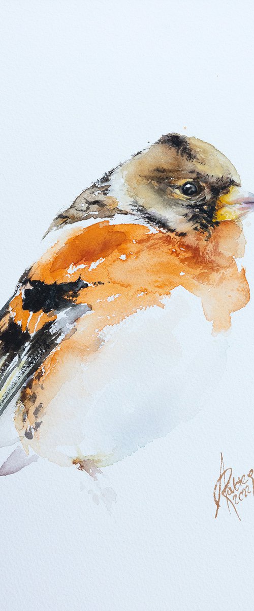 Brambling by Andrzej Rabiega