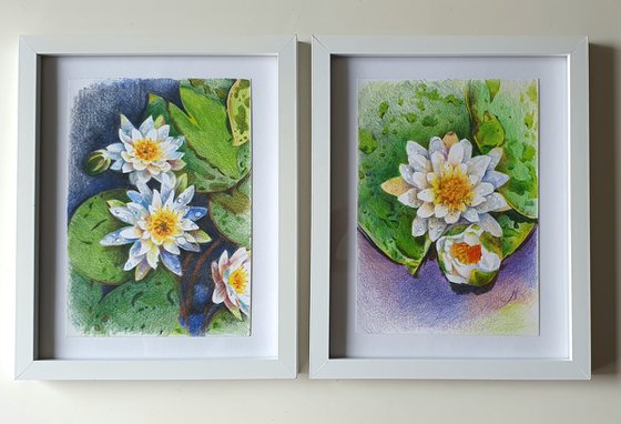 Waterlilies
