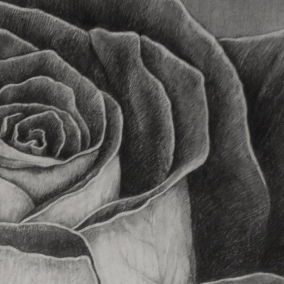 Two-Faced Rose. Graphite Flowers Series