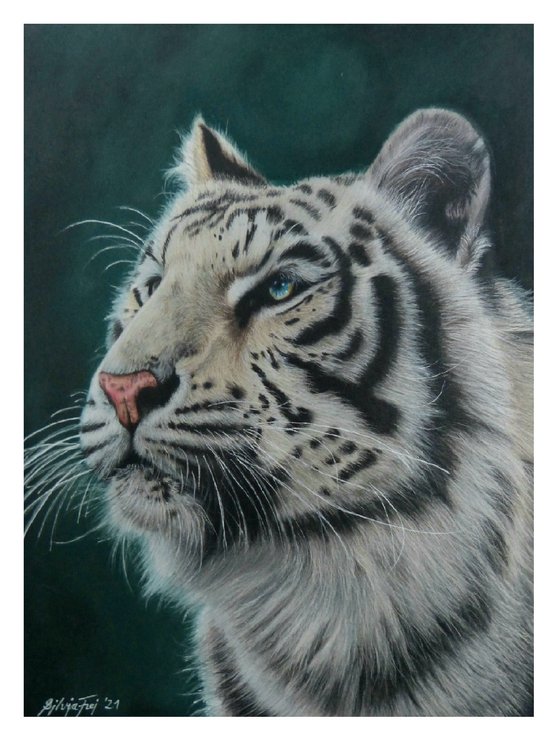 Sapphire - a white tiger portrait