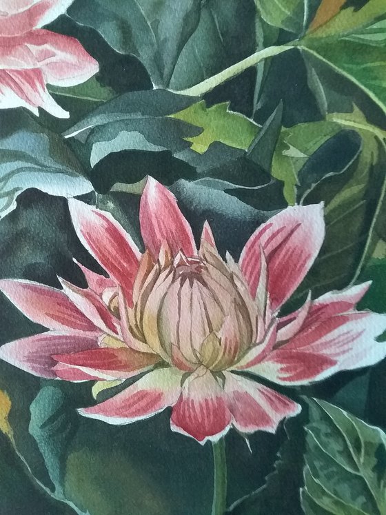 Dahlias in Autumn
