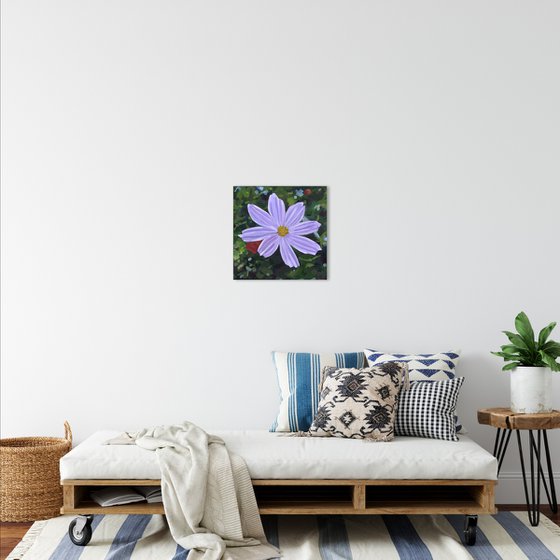 Purple Cosmos Flower