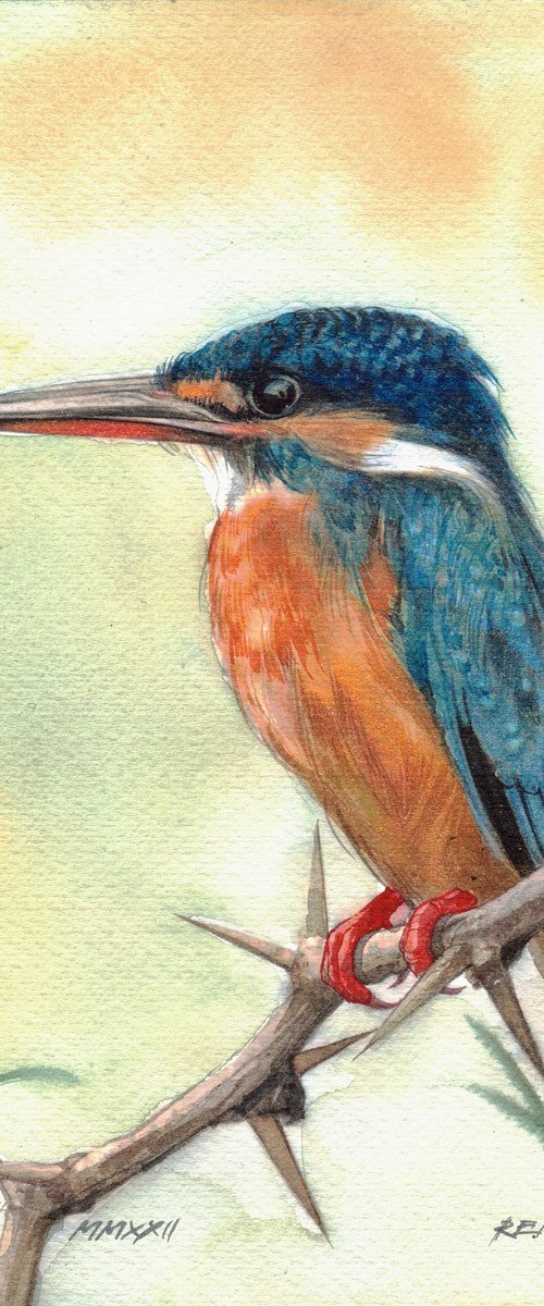 BIRD CCXIX - Kingfisher by REME Jr.