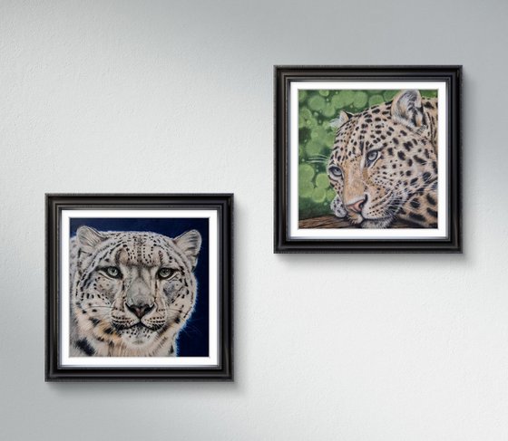 Snow Leopard - Little big cats series no. 2