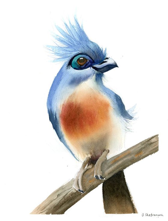 Crested coua bird