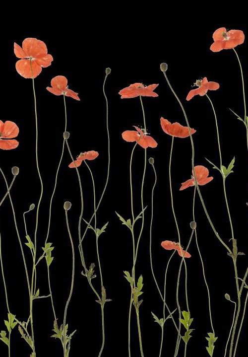 Poppies by Fionna Bottema