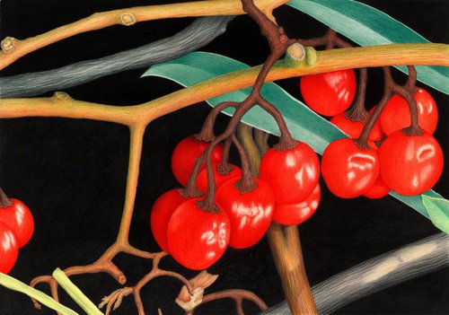 Autumn Berries by Norman Holmberg
