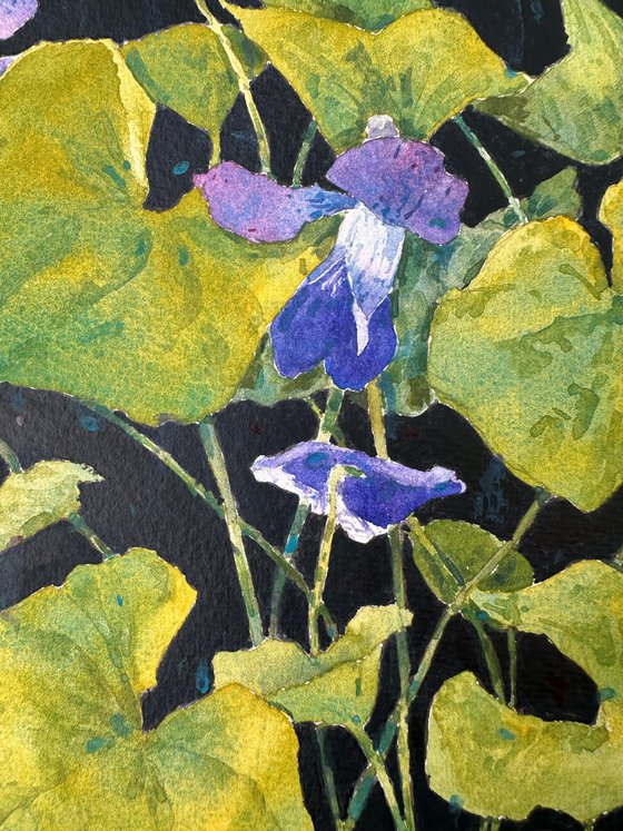 Violets on black