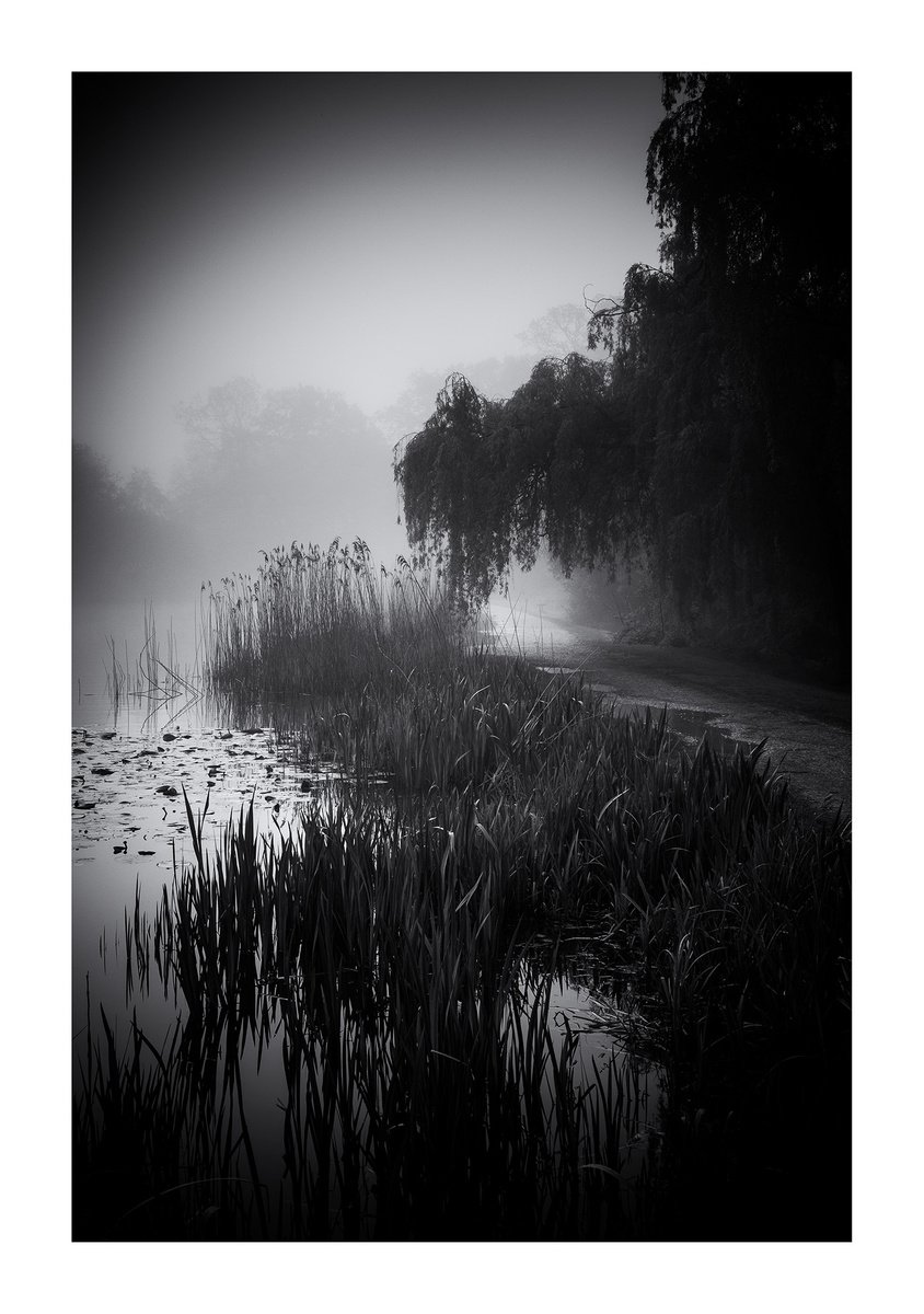 Willow Path by David Baker