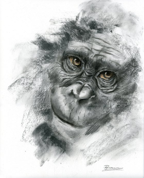 Monkey portrait (2) - Charcoal drawing