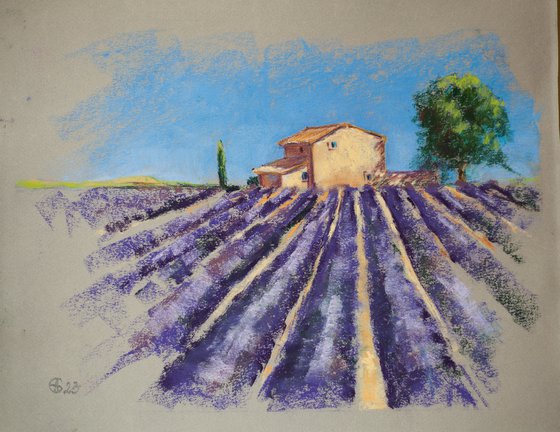 Lavender field in Provence. Medium dry pastel drawing bright colors France