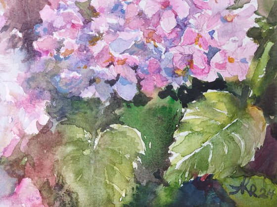 Hydrangeas blossom