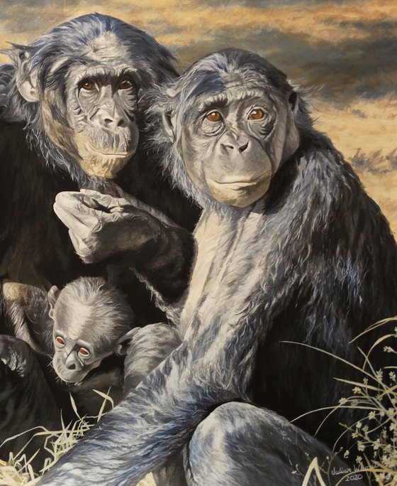 Four generations,Chimpanzees