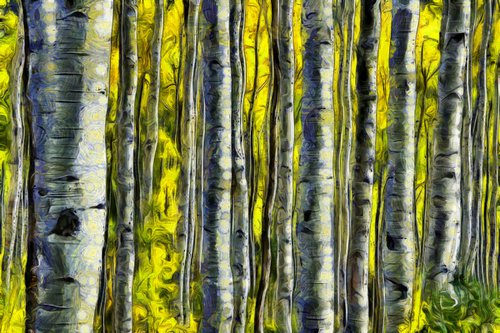 Birch Trees in Autumn by Alistair Wells