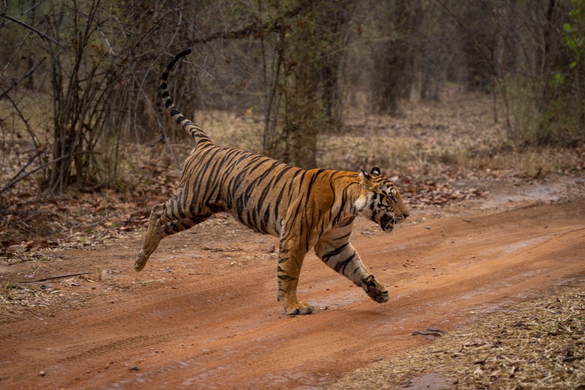 Photorealistic Animal Photograph By Nick Dale, 53 X 38", Road Runner, Original Artwork