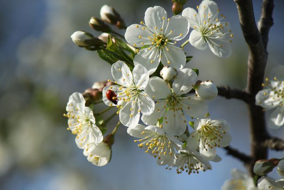 Cherry blossom