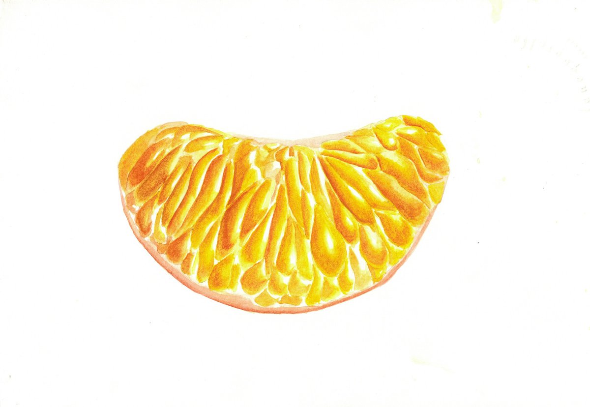 Slice of tangerine watercolour botanical illustration by Ksenia Tikhomirova
