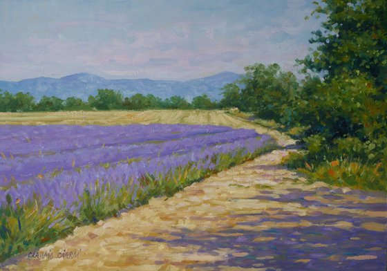 Lavander fields in Provence