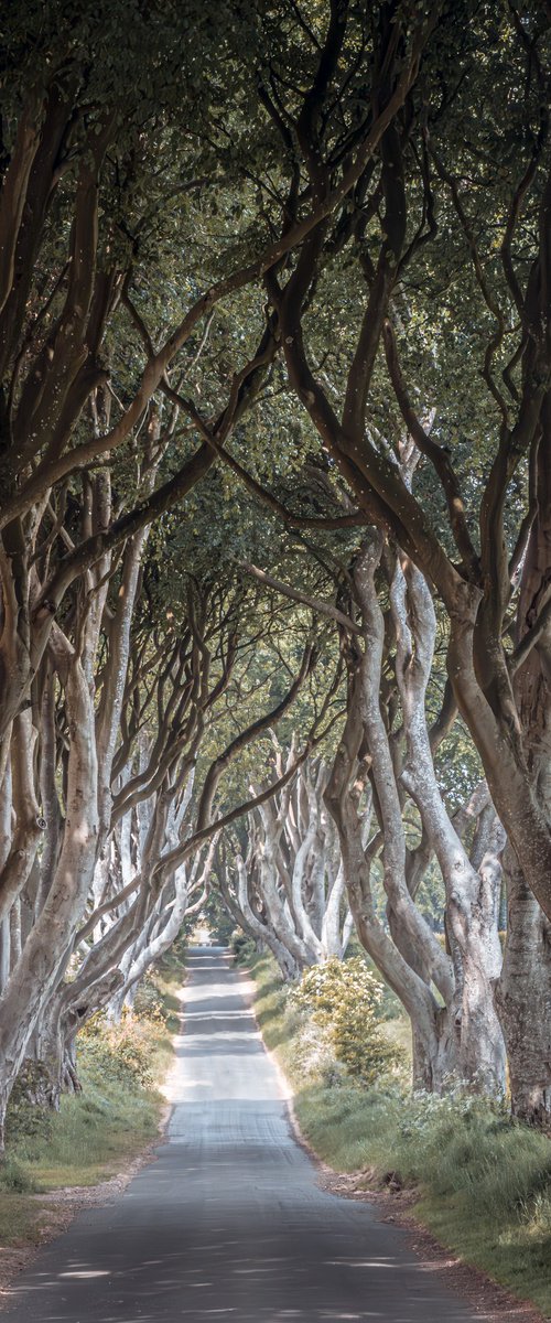 THE  FANTASTIC DARK HEDGES III by Fabio Accorrà