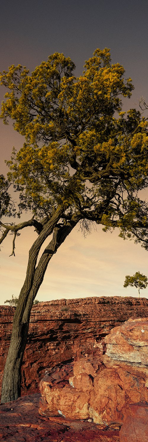 Rustic Canyon by Nick Psomiadis
