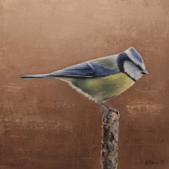 Blue Tit in Summer