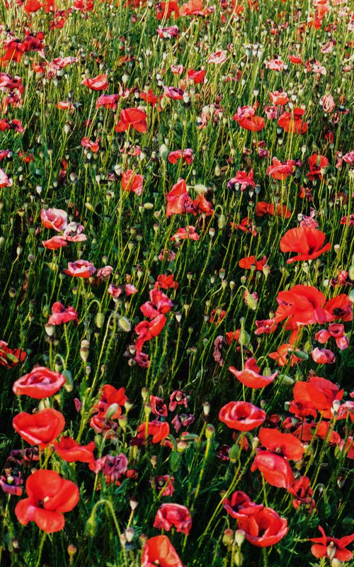 Poppy Field by Sandra Platas Hernandez