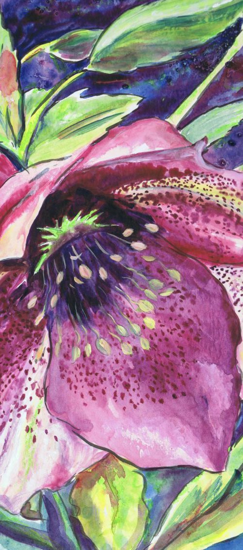 Hellebore Flower (framed) by Michele Wallington