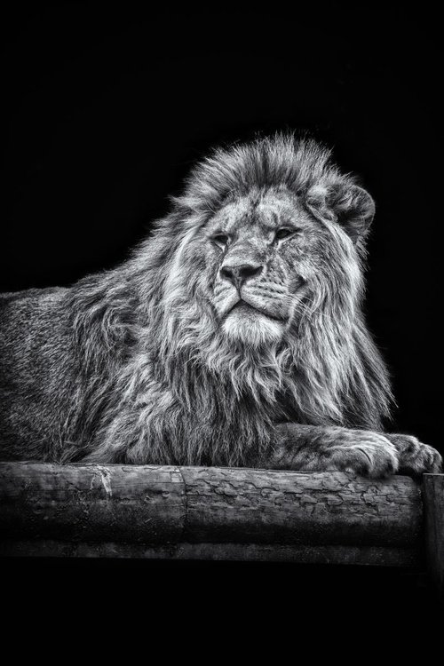 Proud Lion by Paul Nash