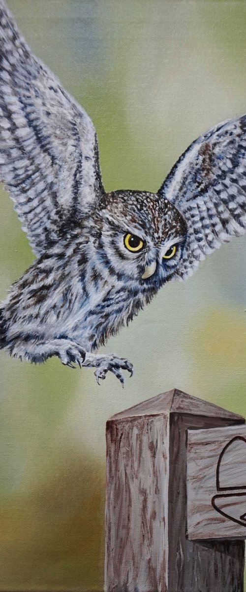 Cleveland Owl by Jayne Farrer