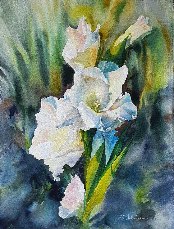 White gladiolus field