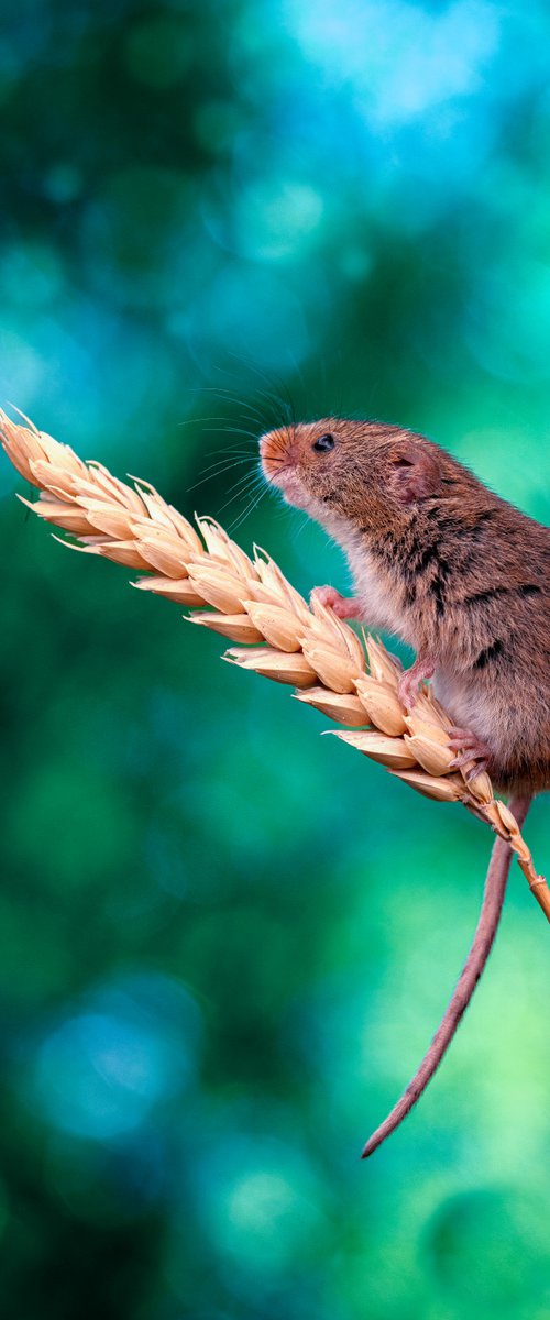 Harvest Mouse by Paul Nash