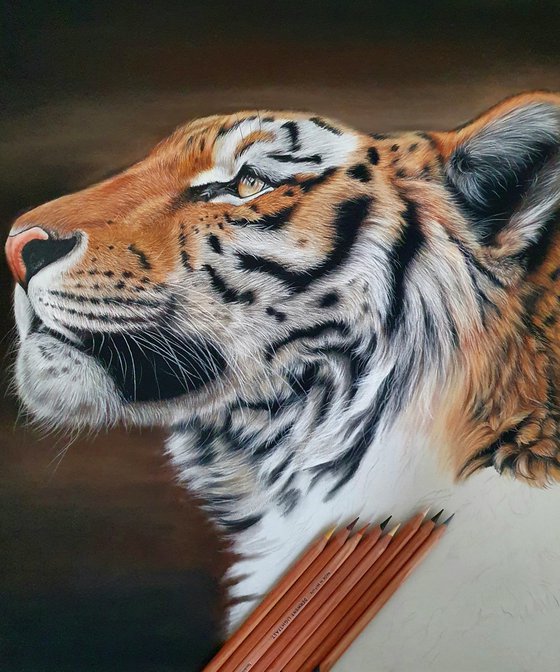 Tiger portrait 'Look into an uncertain future'