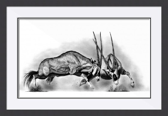 Rutting Gemsbok