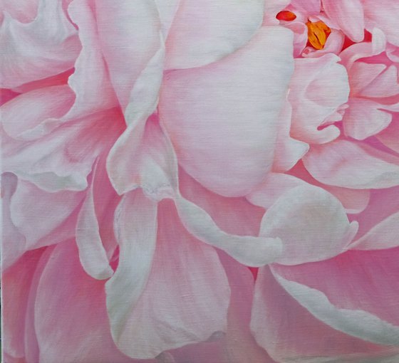 Divine Peony