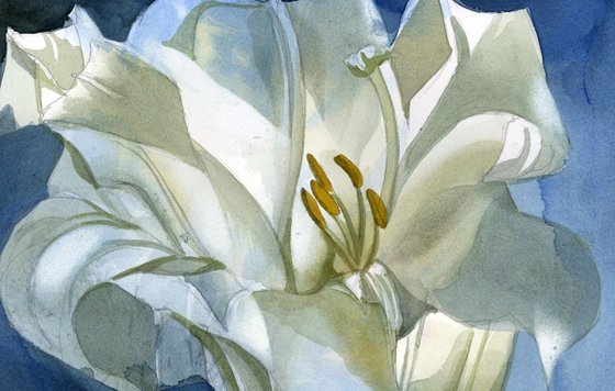 white lily in blue