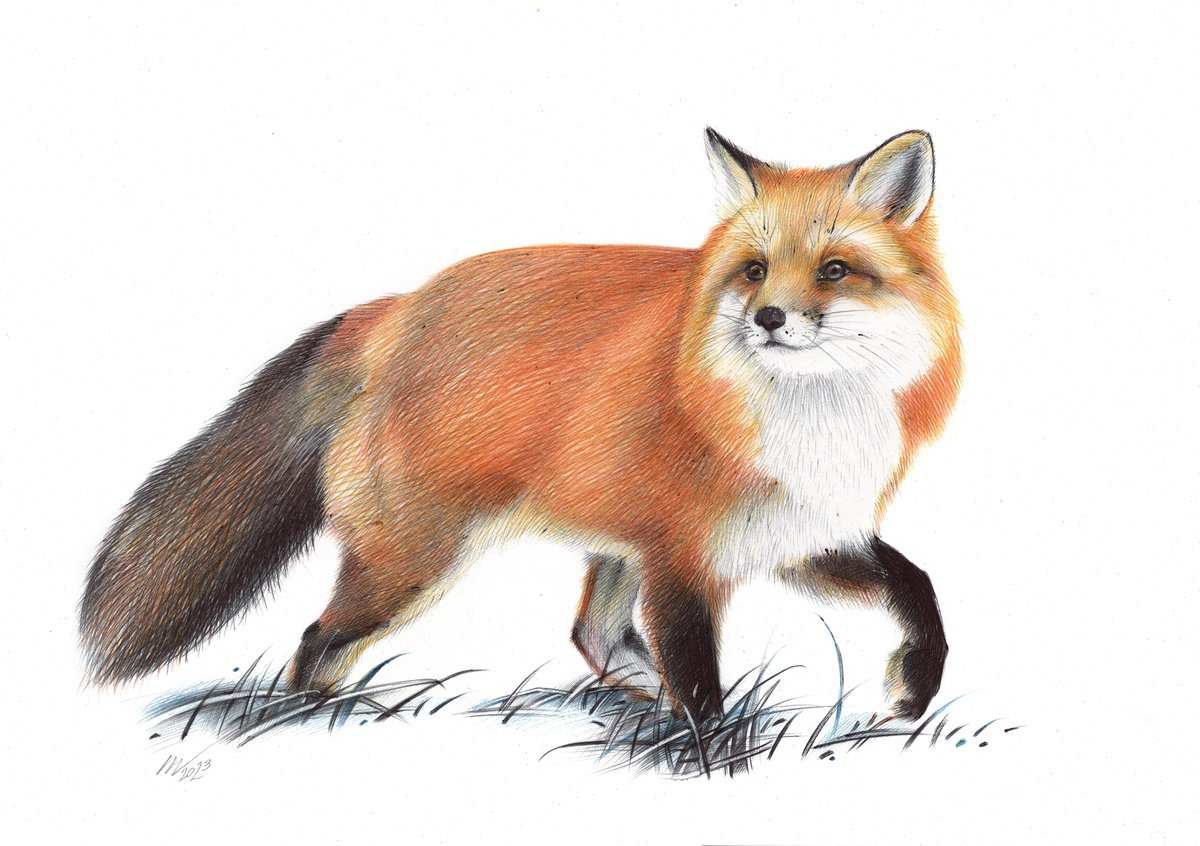 Red Fox (Realistic Ballpoint Pen Drawing) by Daria Maier
