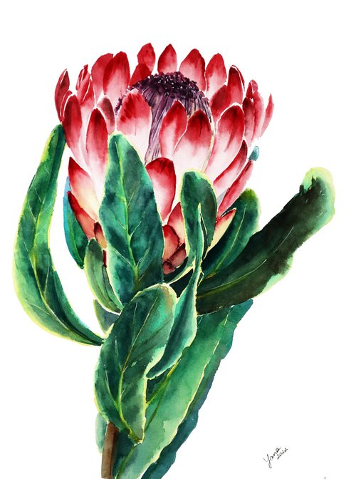 Pink Protea Flower in Watercolor - ORIGINAL Painting Ready to Ship by Yana Shvets