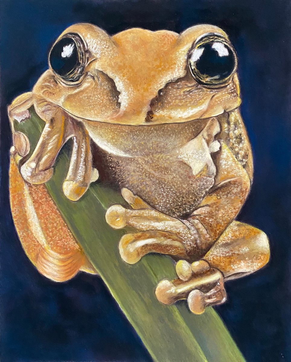 Yellow Tree frog by Maxine Taylor