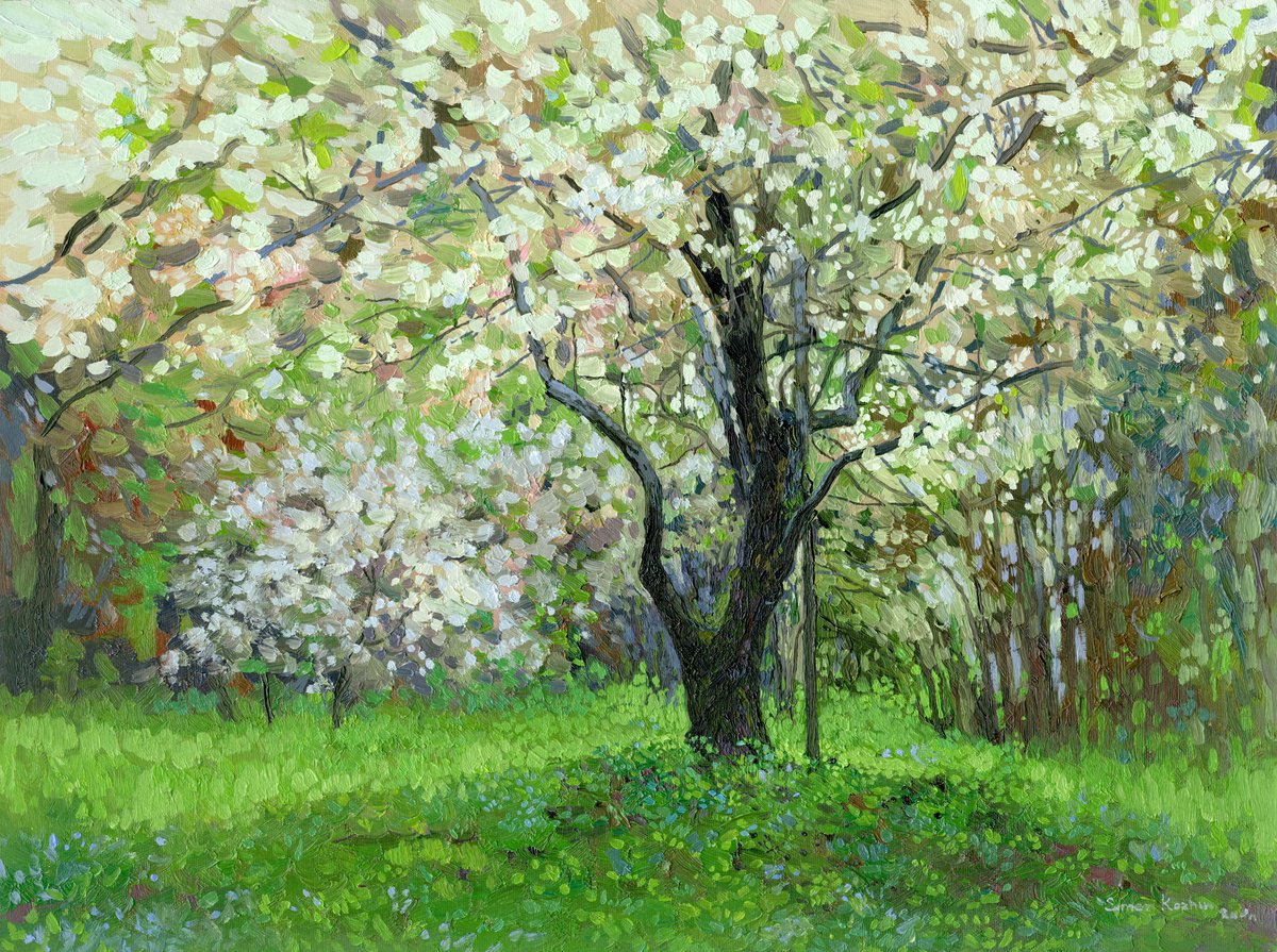 Apple blossom. Kolomenskoyoe gardens by Simon Kozhin