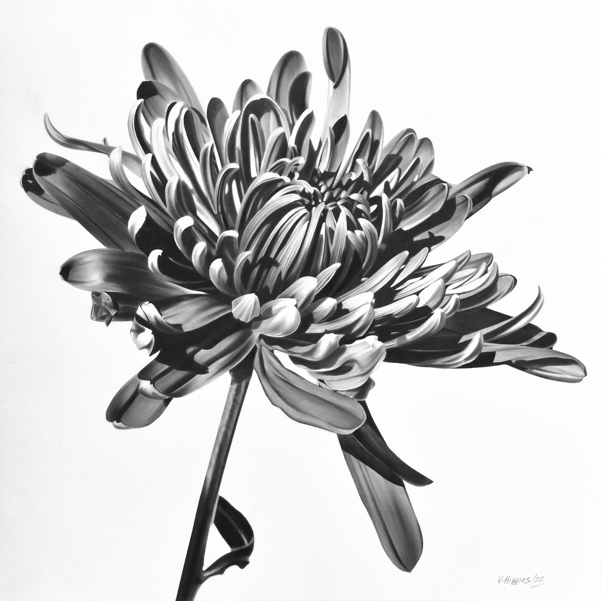 Cremone Flower. by Vera Higgins