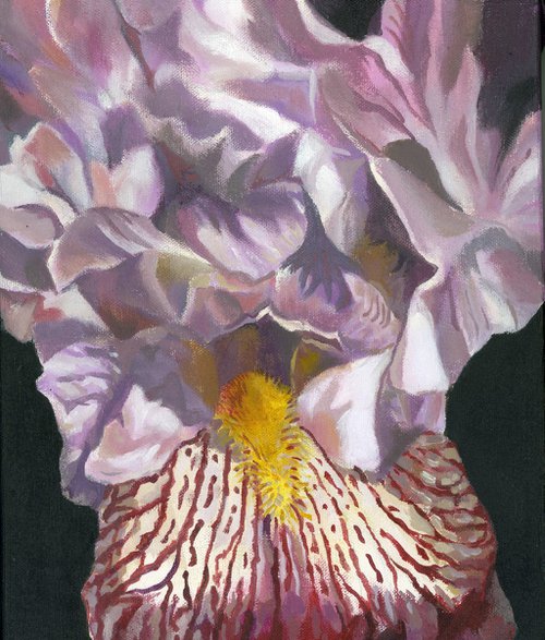 iris in pink acrylic painting by Alfred  Ng