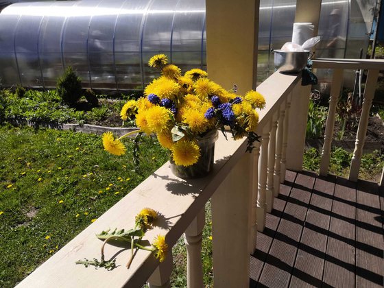 Yellow dandelions