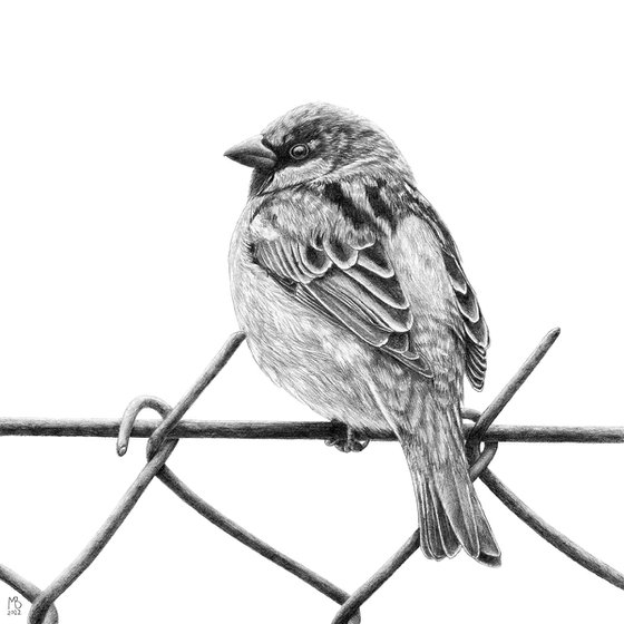 Original graphite pencils drawing bird "House sparrow"
