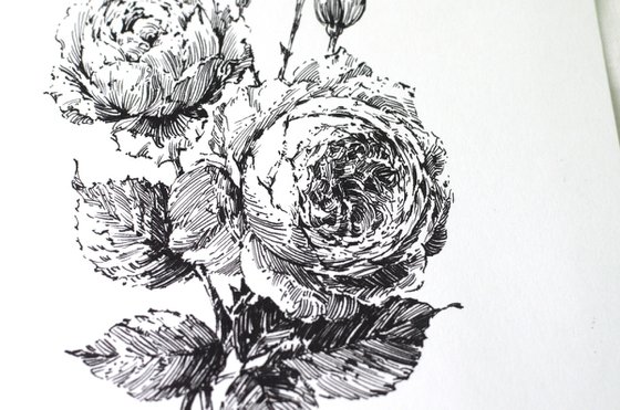 Ink David Austin Roses