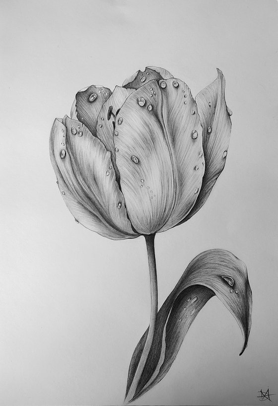 Tulip