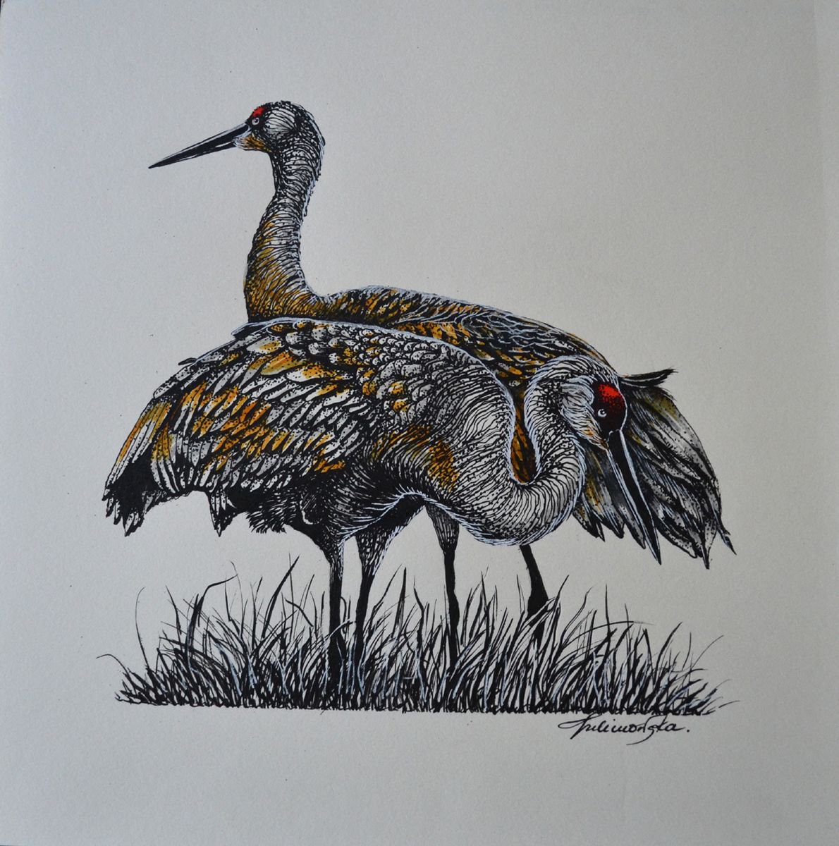 Canadian Cranes by Maja Tulimowska - Chmielewska