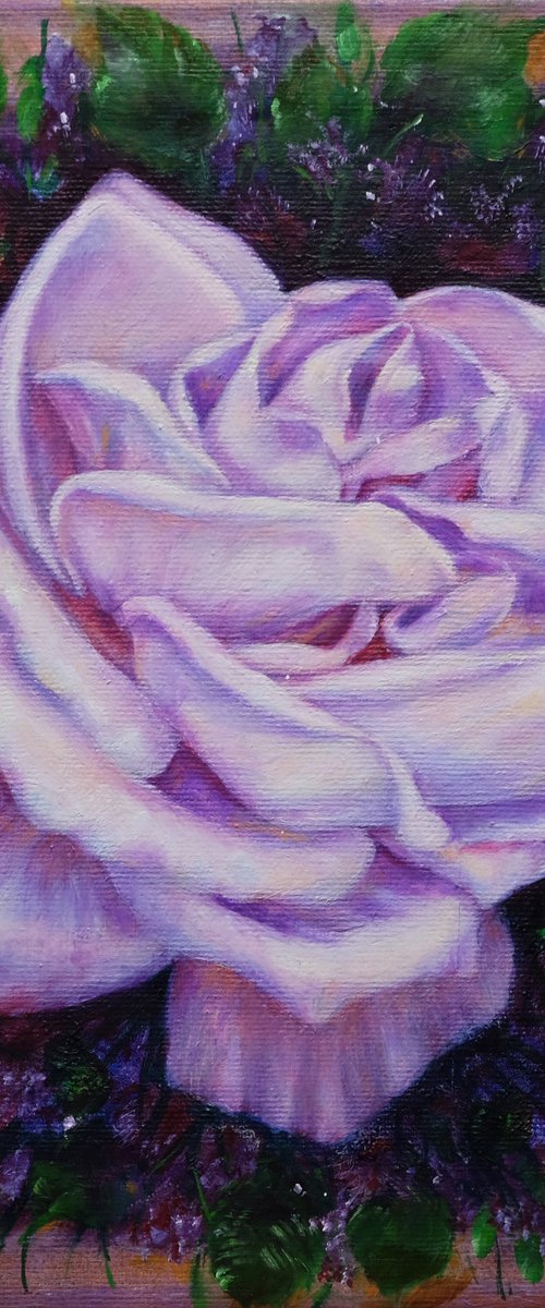 Rose. Violet rose. by Anastasia Woron